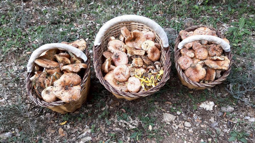 Tres cistelles de rovellons al Berguedà