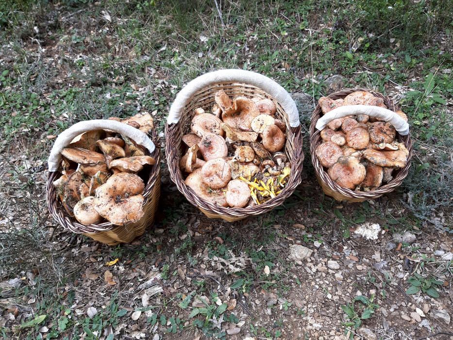 Tres cistelles de rovellons al Berguedà.