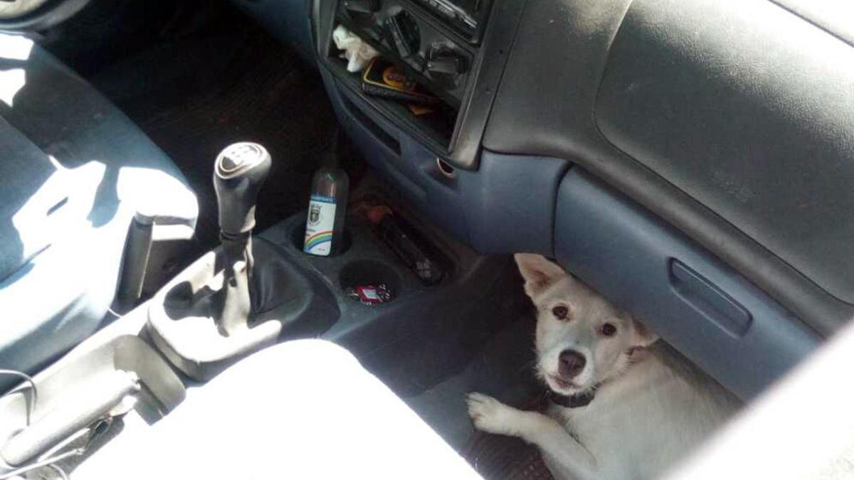 Uno de los perros localizados en el interior del coche