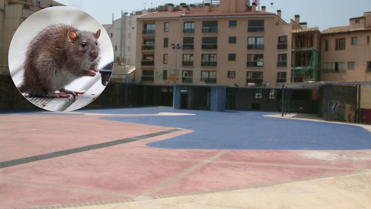 Queixes per rates entorn de la plaça Porxada de Manresa
