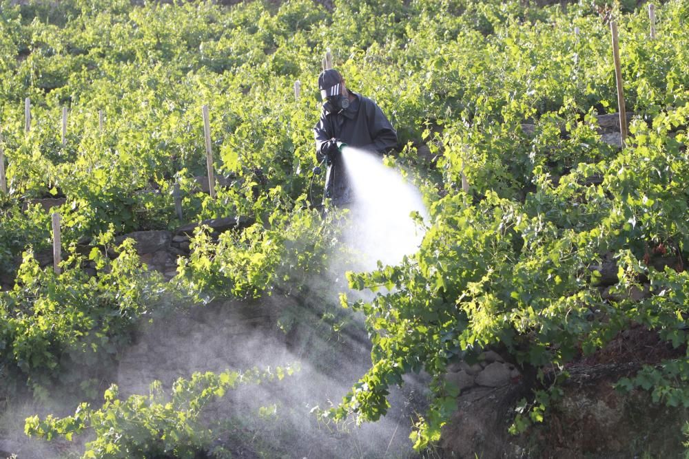 La Ribeira Sacra intenta salvar las cepas