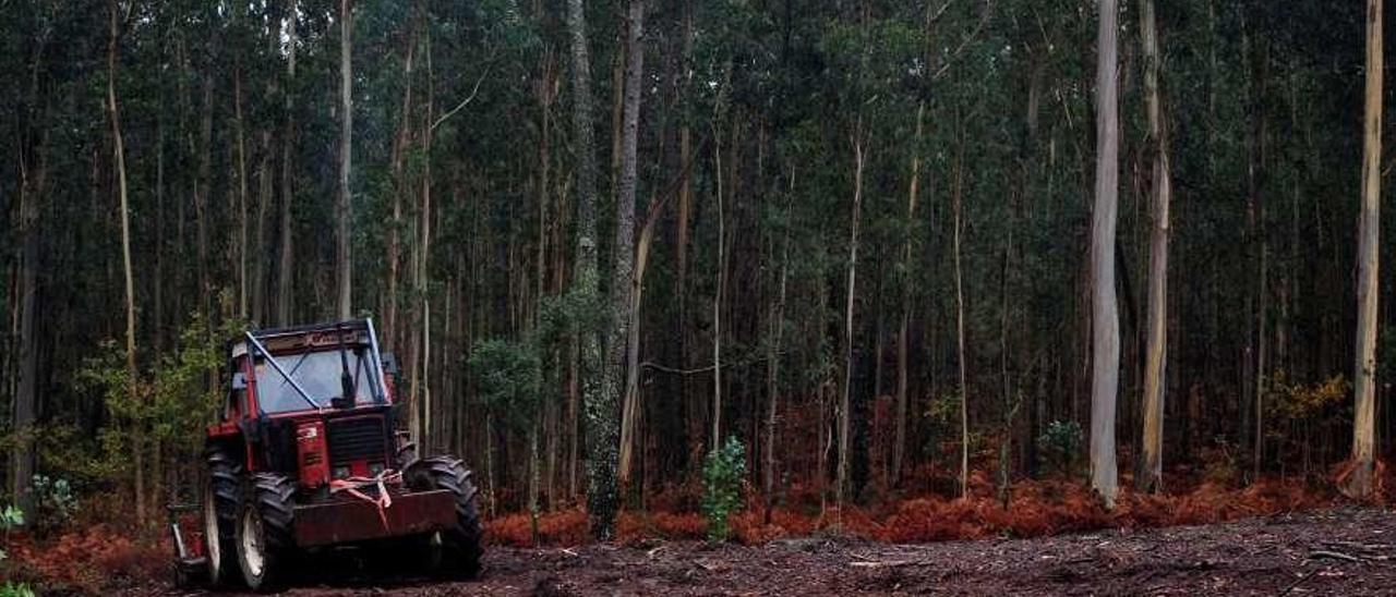 Preparación de un terreno forestal en la comarca de Arousa. // Iñaki Abella