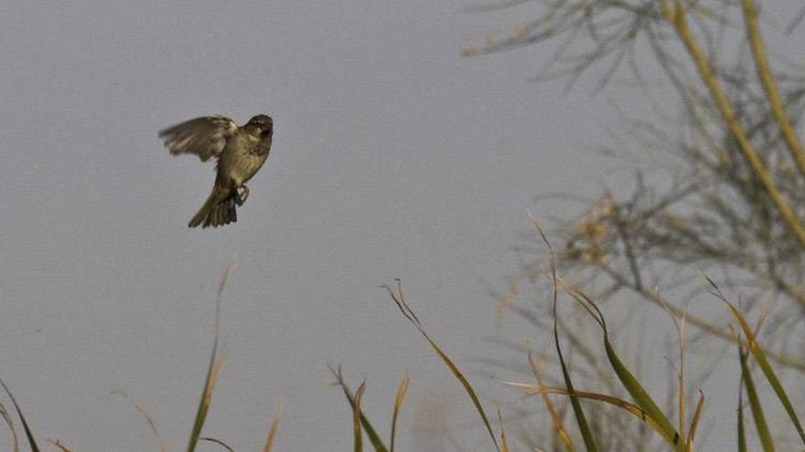 Las aves también son víctimas del estrés actual, según estudios