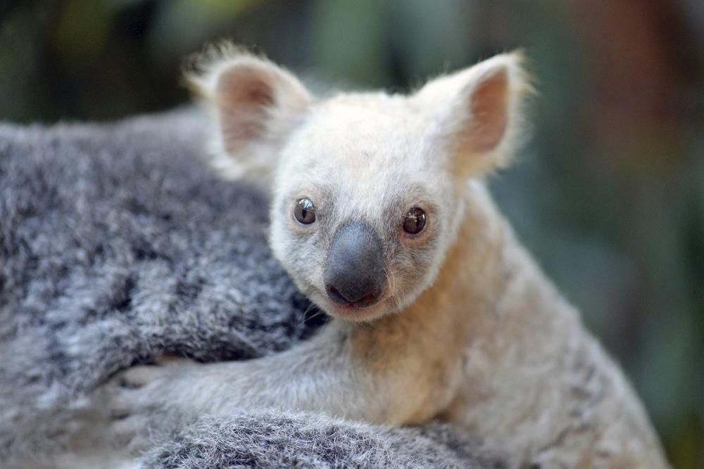 Neix una coala blanca a Austràlia