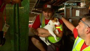 Treballadors de rampa del Prat posen el gosset a la seva gàbia (TV-3).