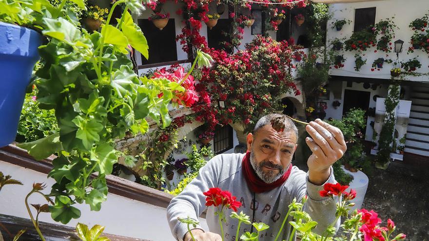 Mimo a los Patios de Córdoba tras la lluvia