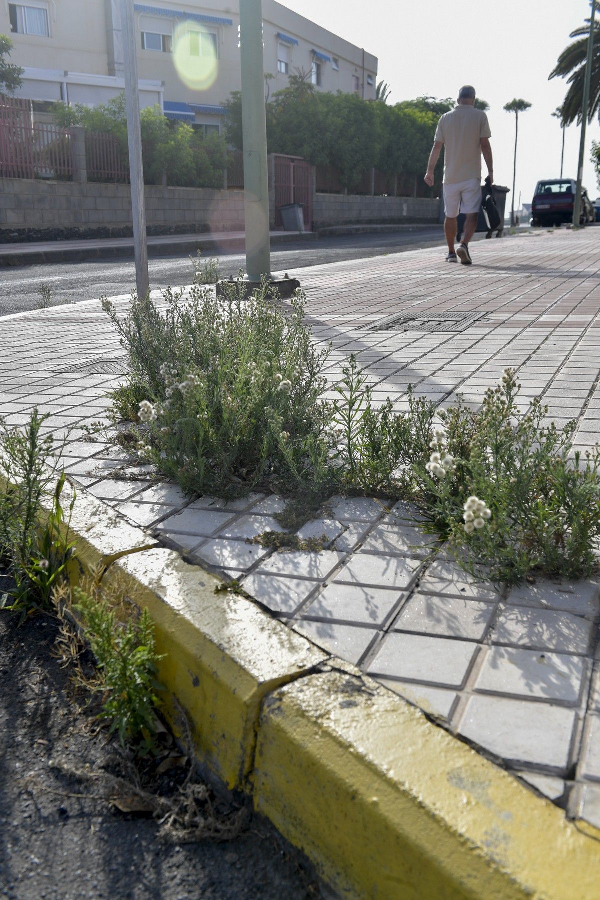 Hierbas en aceras de las calles de Escaleritas