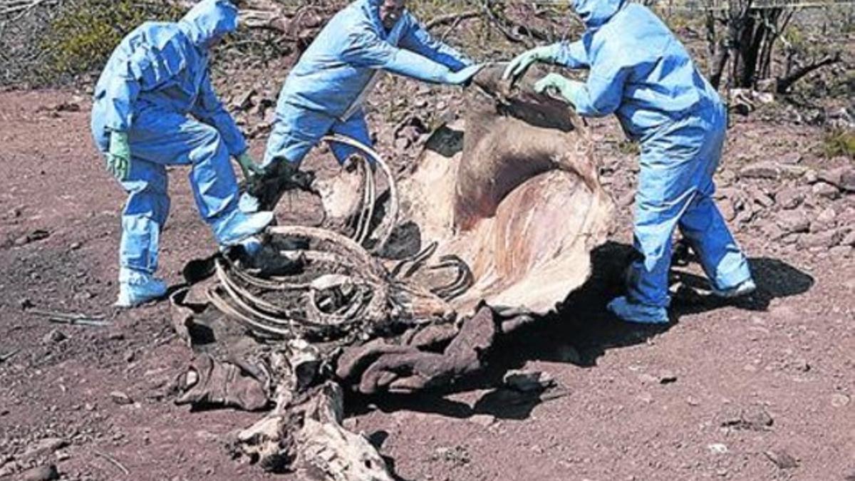 Técnicos sudafricanos examinan los restos de un rinoceronte abatido.