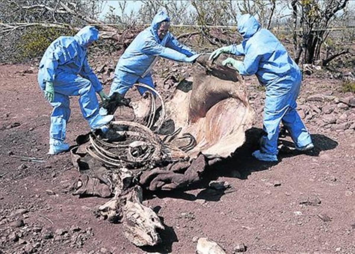 Tècnics sud-africans examinen les restes d’un rinoceront abatut.