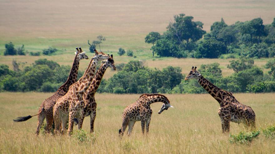 La evolución ¿podría ser fruto del azar, más que de la selección natural?