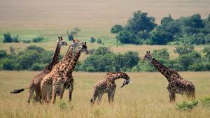 ¿Las ligeras diferencias en el patrón del pelaje entre las jirafas, en este caso las jirafas Masai en Kenia, se deben a la adaptación a los ambientes regionales, o los detalles precisos del tamaño y la forma de las manchas del pelaje son irrelevantes para sus posibilidades de supervivencia? Esta es la cuestión que divide a los biólogos evolutivos.