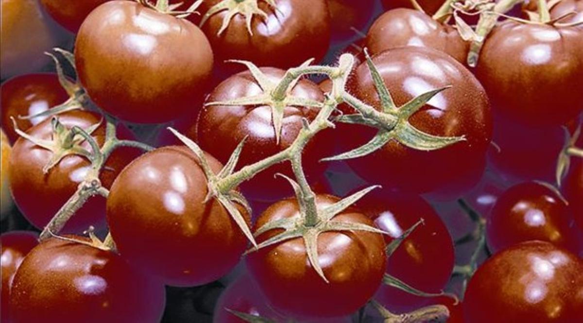 TOMÀQUETS MADURS.Són una gran font d’antioxidants, vitamines i minerals. TOMÀQUETS MADURS.Són una gran font d’antioxidants, vitamines i minerals.