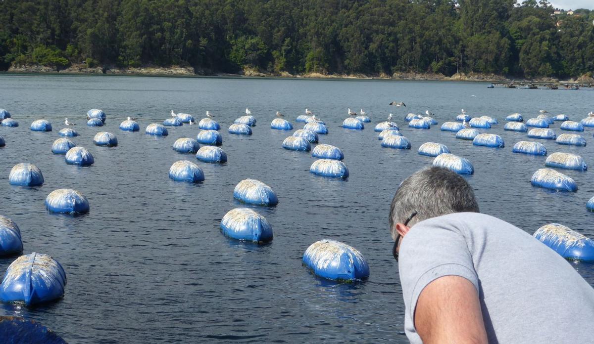 Las boyas de las cuerdas que, con el sistema long-line, sirven para captar mejilla a la empresa Proinsa.   | // FDV