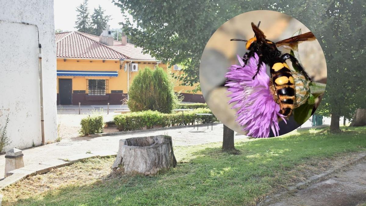 Zona en la que habitaban las avispas. En el círculo, un ejemplar.