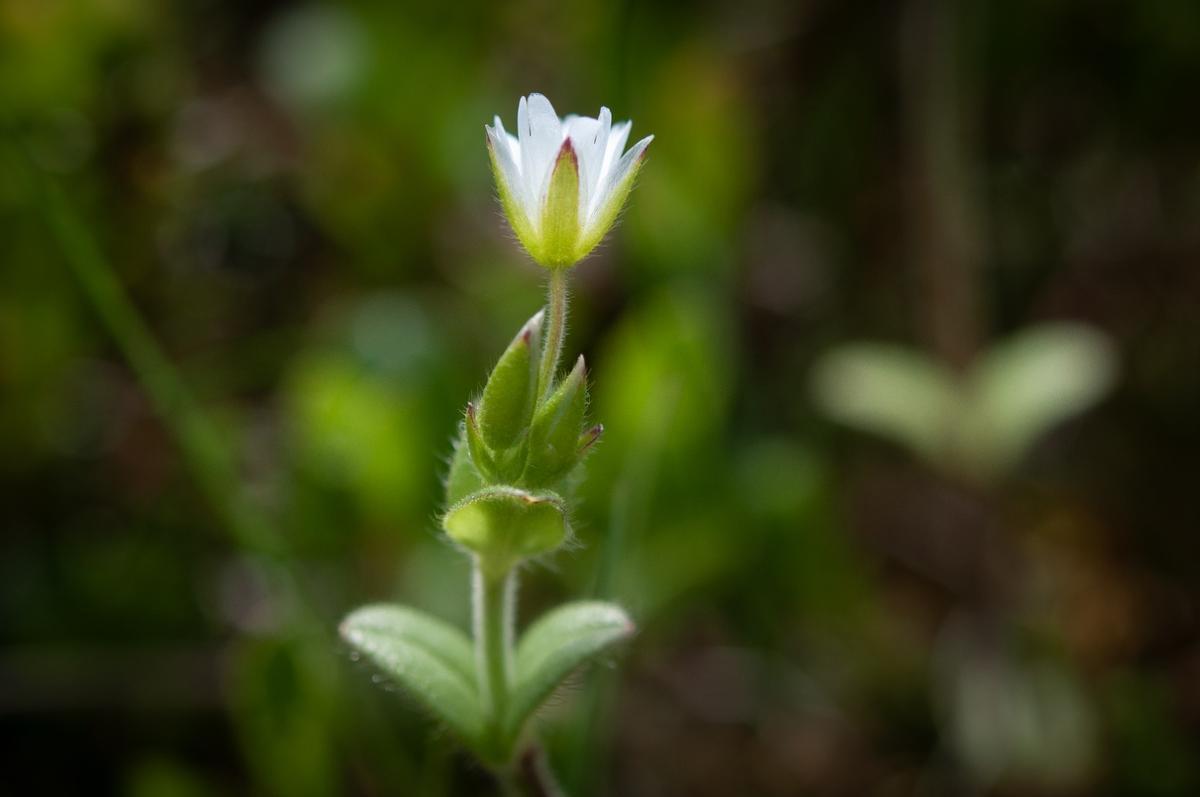 La especie Cerastium fontanum fue la empleada en la investigación.