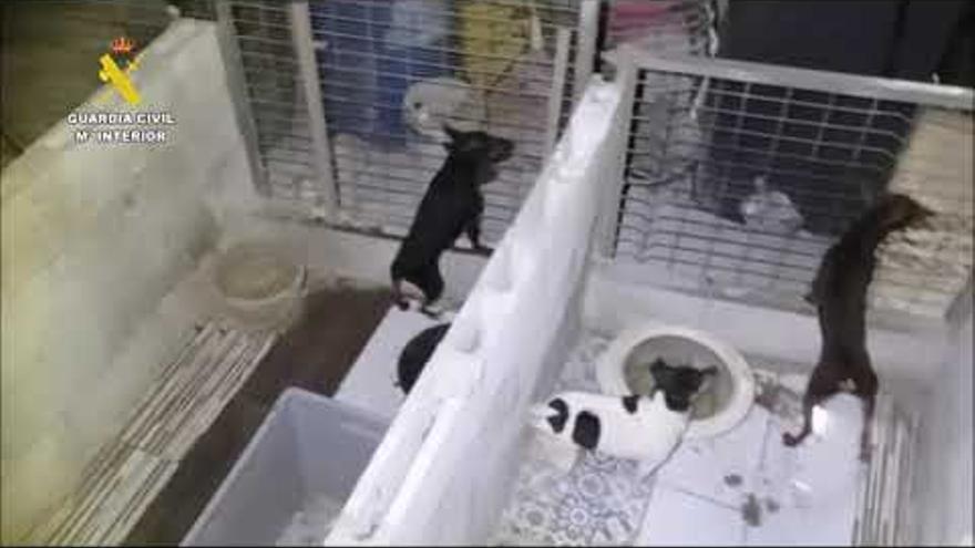 Desmantelan dos criaderos ilegales de perros en pésimas y deficientes condiciones en Alhaurín el Grande