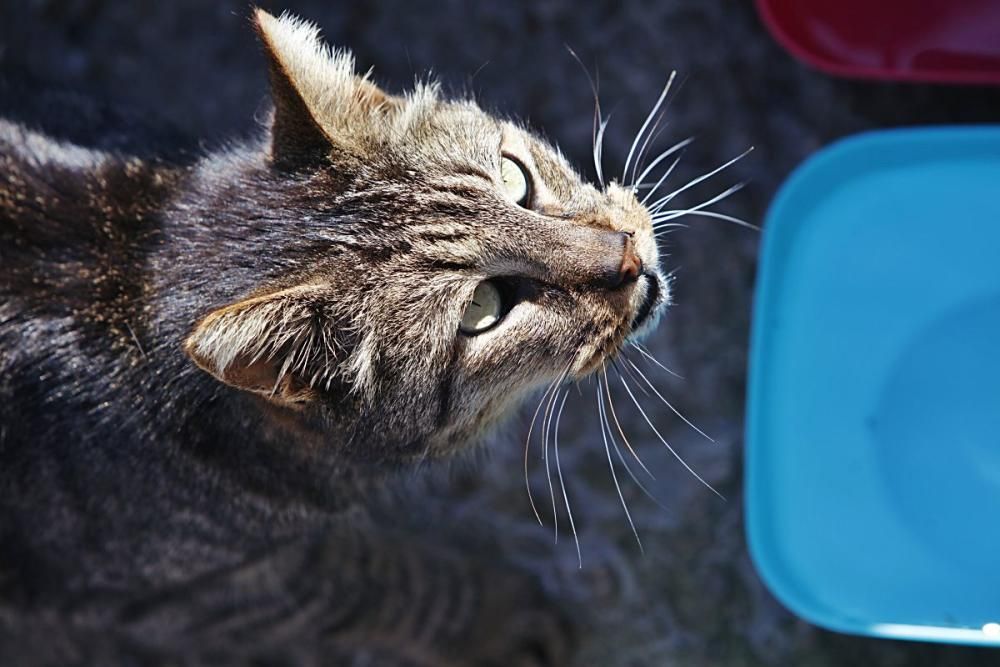 Die Katzen an Palmas Stadtstrand fristen ein trauriges Dasein.