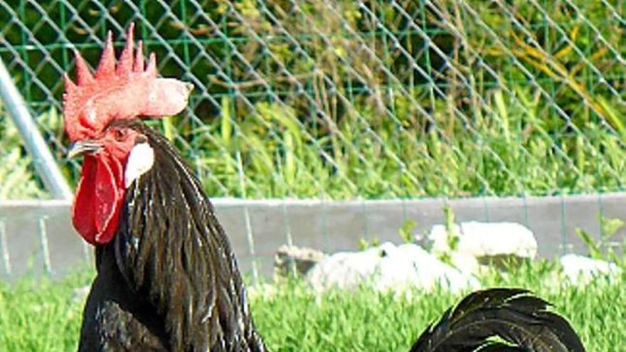 La gallina castellana negra va ser la preferida d&#039;Isabel la Catòlica