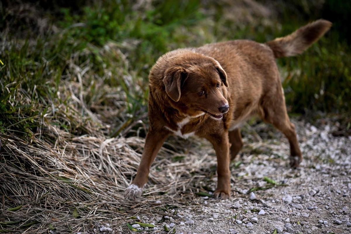 Bobi de 30 años, el perro más viejo del mundo según el Guinness World Records en Conqueiros, Portugal.