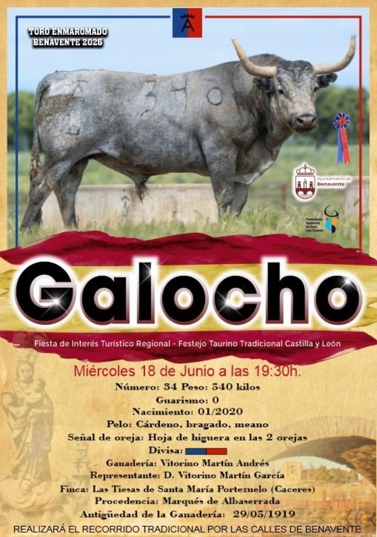 Galocho, Toro Enmaromado de 2025