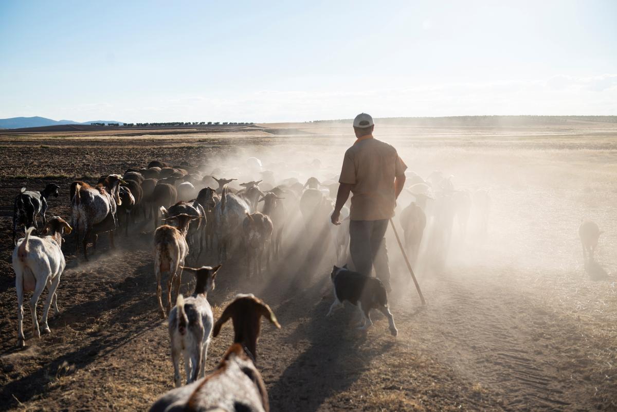 Un pastor recorre con su ganado los campos de Ciudad Rea