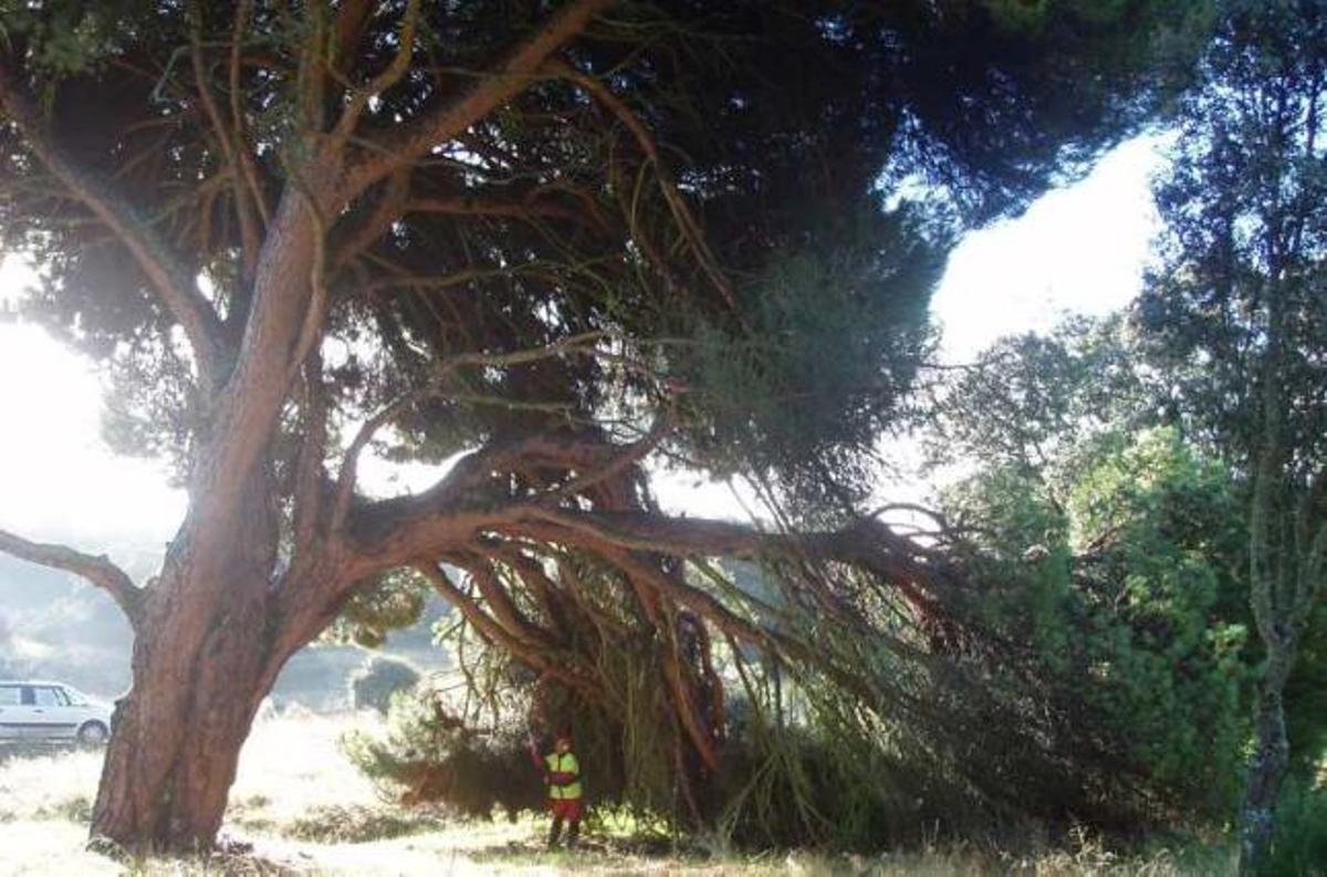 Una empresa de Elda cuida de los árboles monumentales de la Comunidad de Madrid