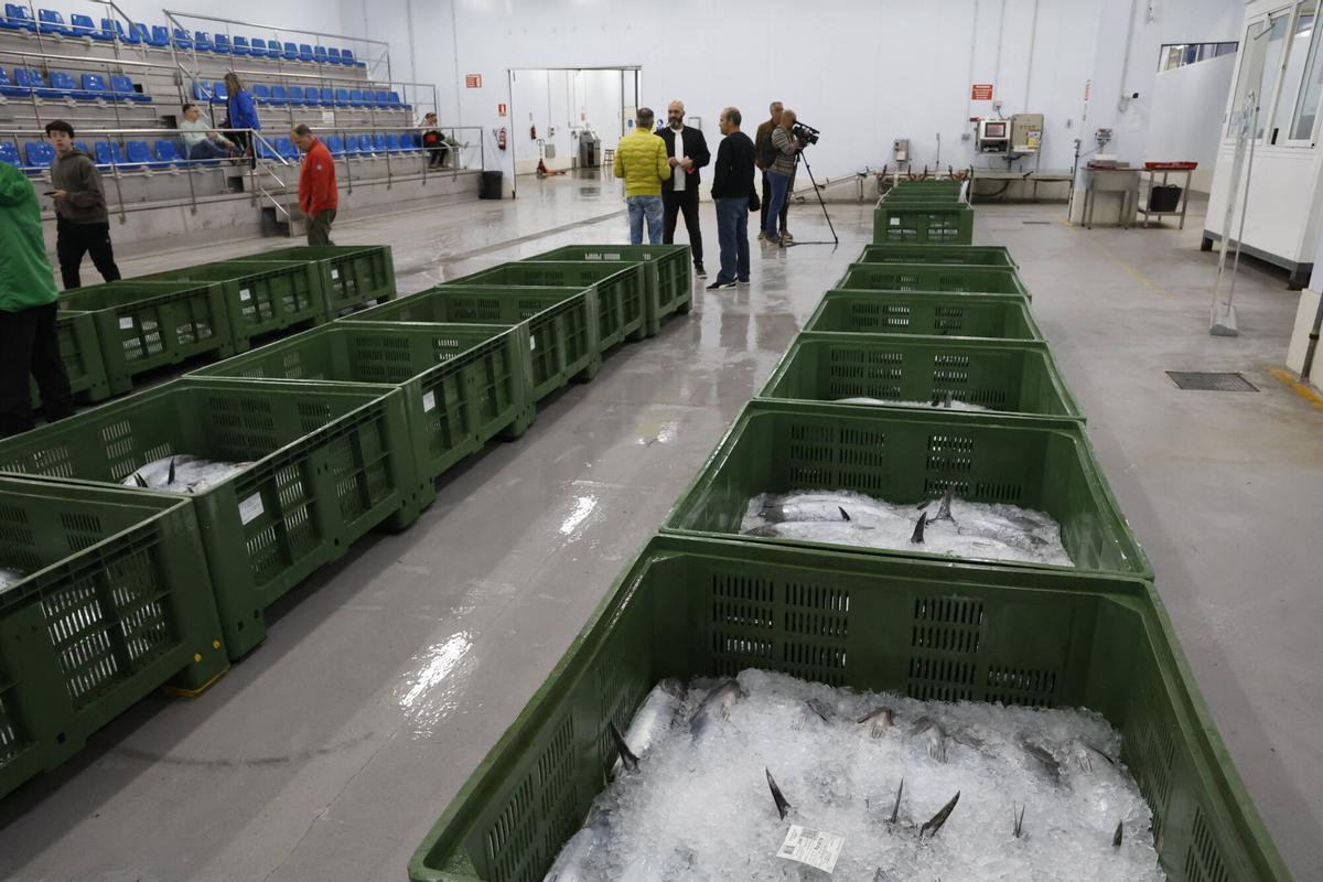 EN IMÁGENES: El primer bonito de la temporada ya está en Gijón: 2.217 kilos de "pescado del Cantábrico y de gran calidad"