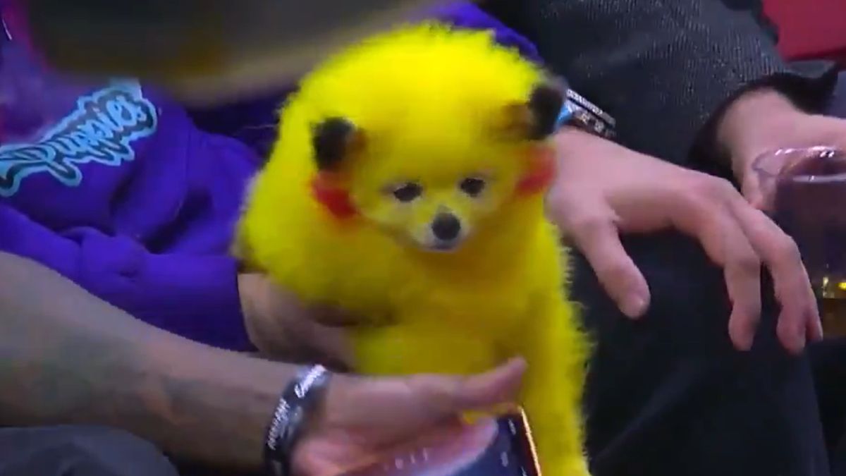 El perro disfrazado de Pikachu que enamora en la NBA