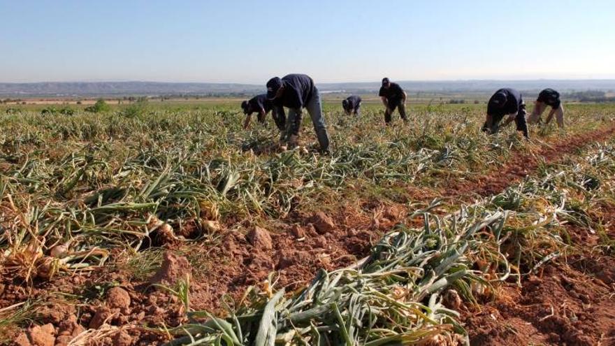 La cebolla de Fuentes de Ebro duplicará producción