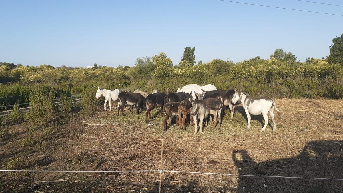 La Conselleria llevó en agosto al entorno de la ermita de les Santes de Cabanes una manada de burros para limpiar el Desert.
