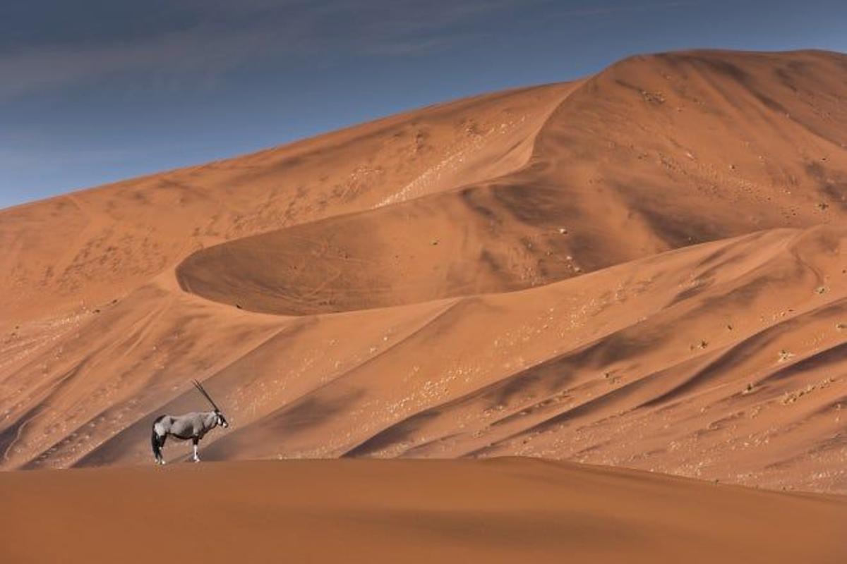 Fiesta en el Desierto