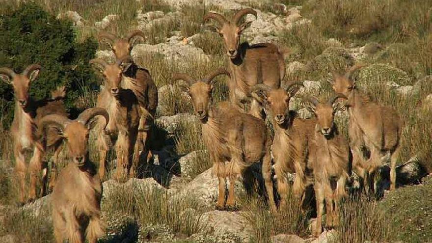 La población de arruís de Sierra Espuña quedará en 300 ejemplares en 2017