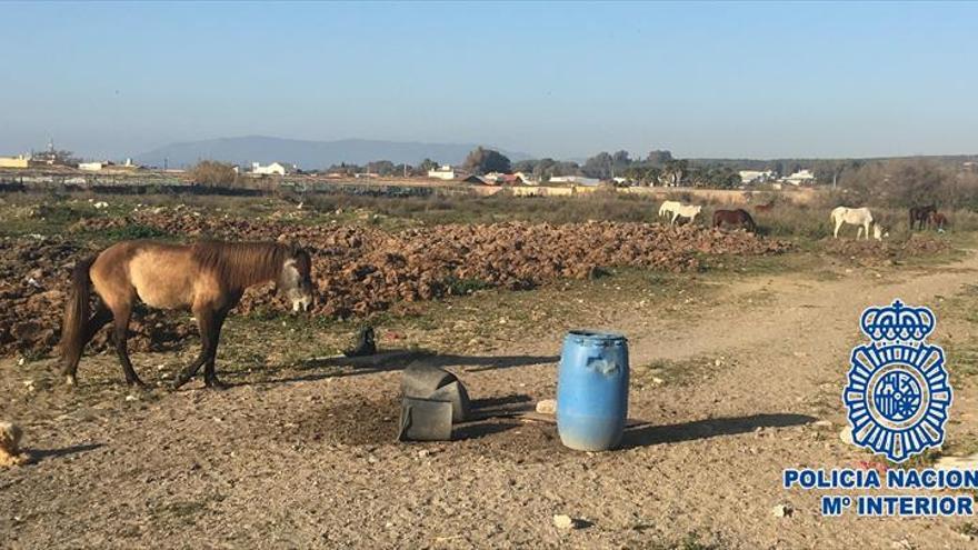 Detenido por dejar morir a caballos en una finca de Cádiz