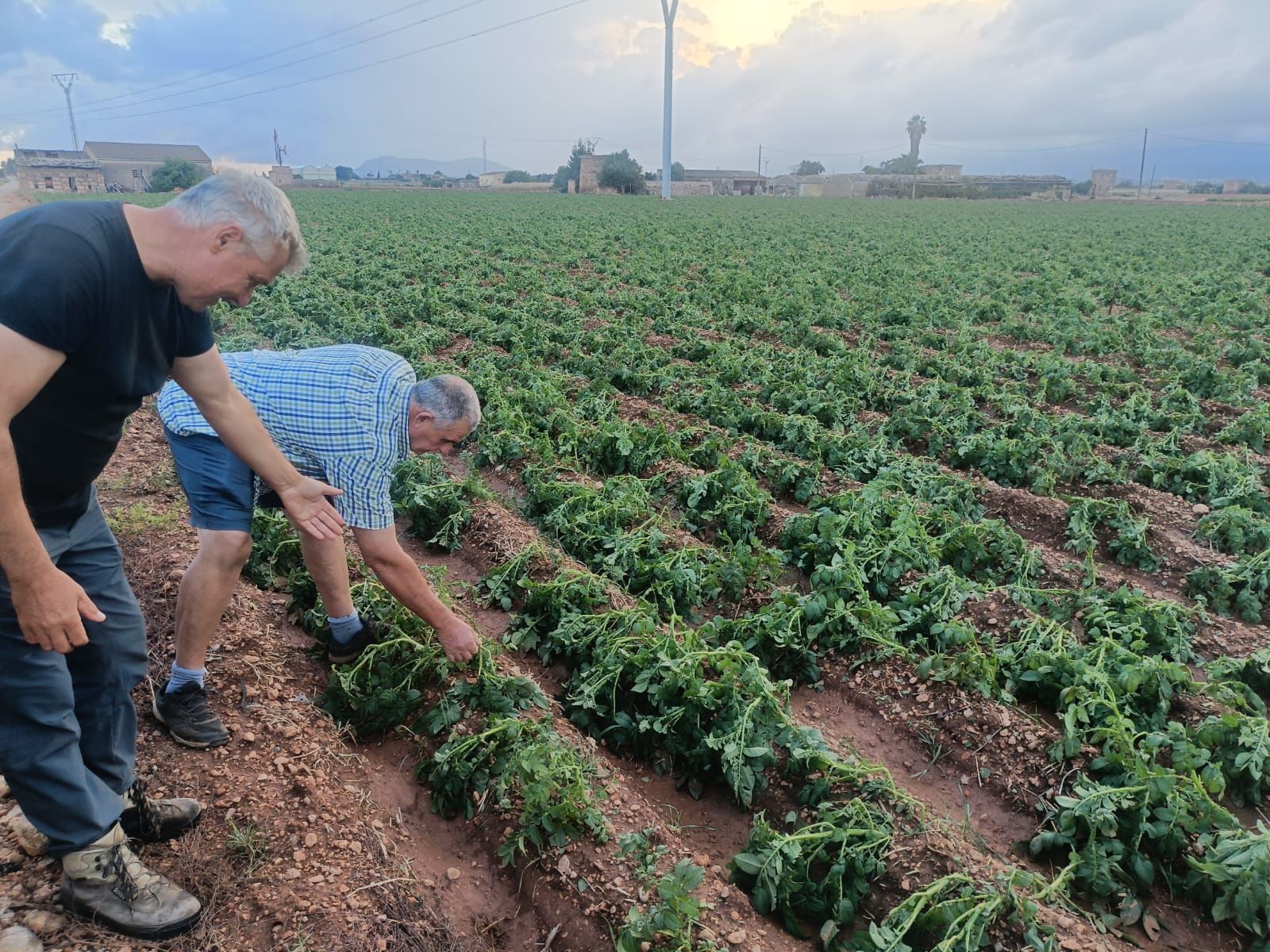Una granizada destroza el cultivo de la patata en sa Pobla