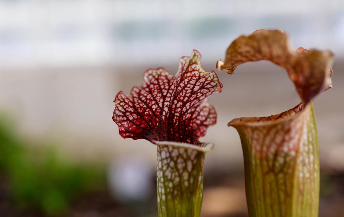 El Jardín Botánico de la Universitat de València