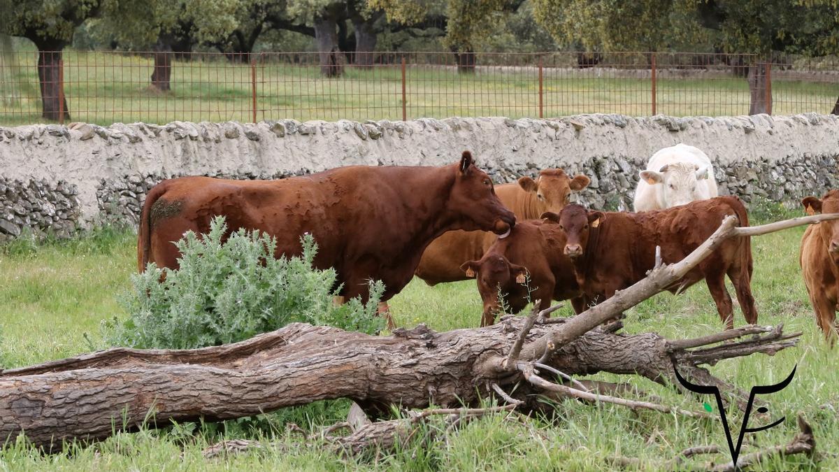 Vacas amparadas por la Indicación Geográfica Protegida ‘Vaca de Extremadura’.
