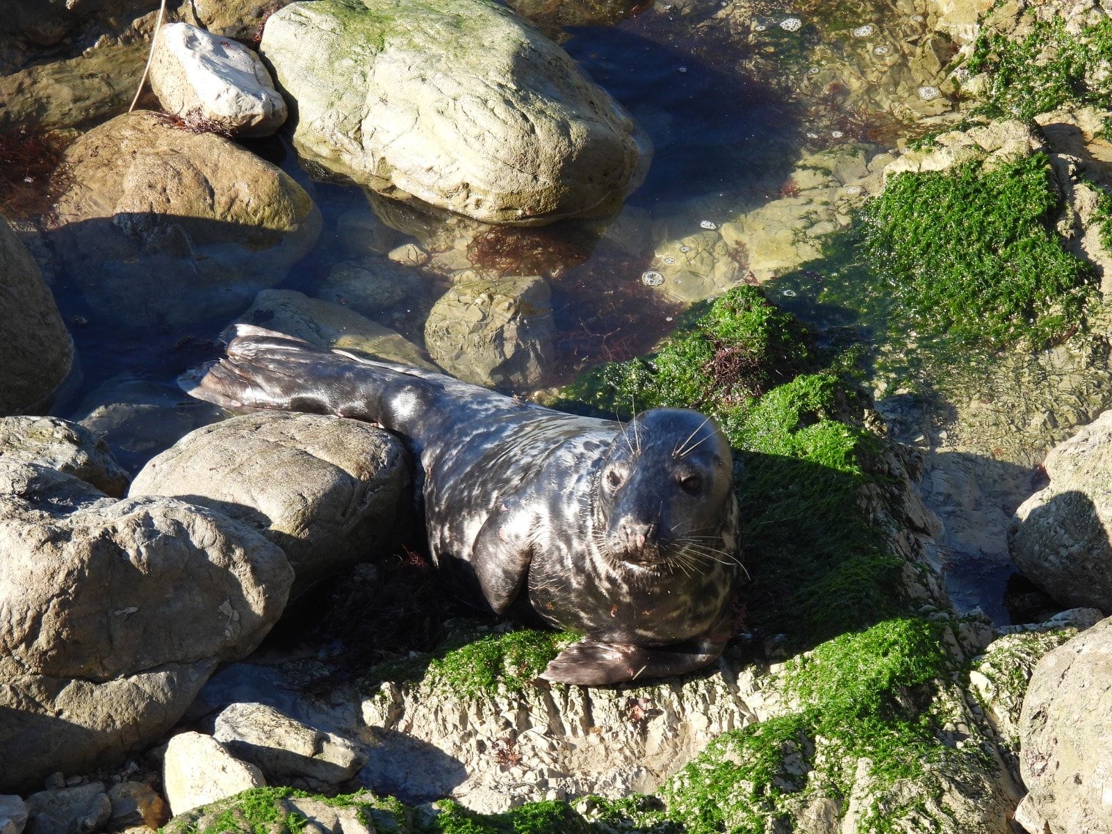 El baño de sol de una foca gris en el pedrero gijonés del Rinconín