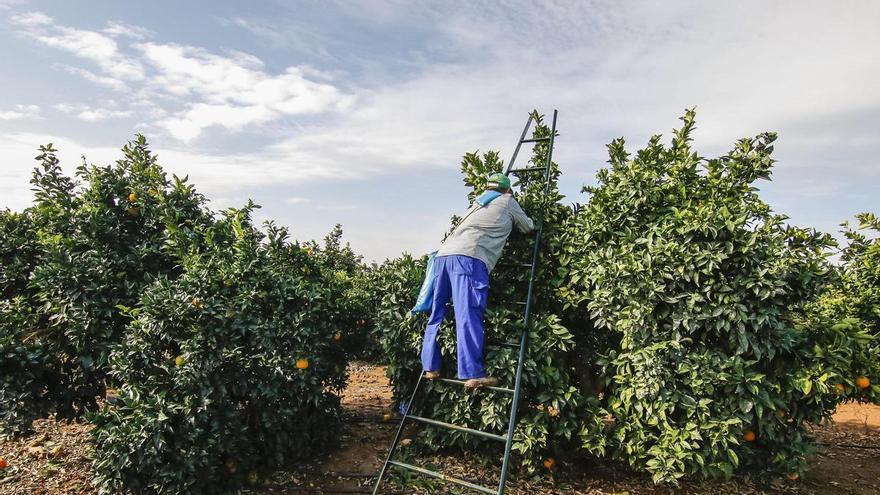 La guerra de Irán baja los precios de los cítricos por un exceso de oferta