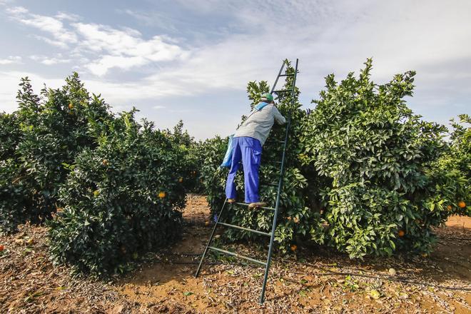 La guerra de Irán baja los precios de los cítricos por un exceso de oferta