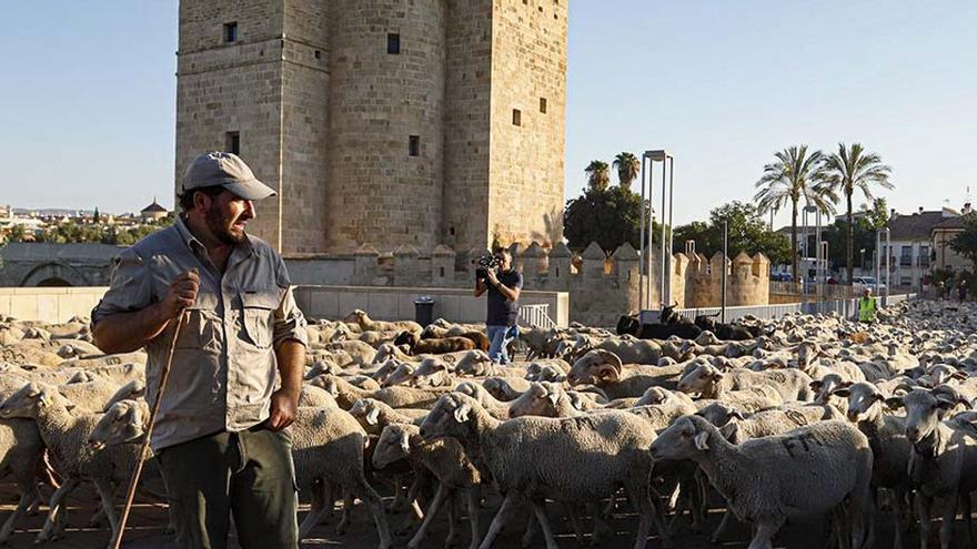Un rebaño trashumante de 1.500 ovejas vuelve a cruzar Córdoba