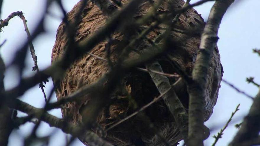 Detalle de uno de los nidos de avispón.
