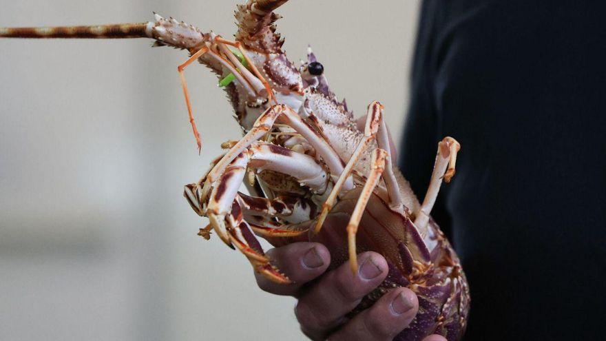 Las recetas de cocina de Antoni Tugores | Llagosta a la mallorquina