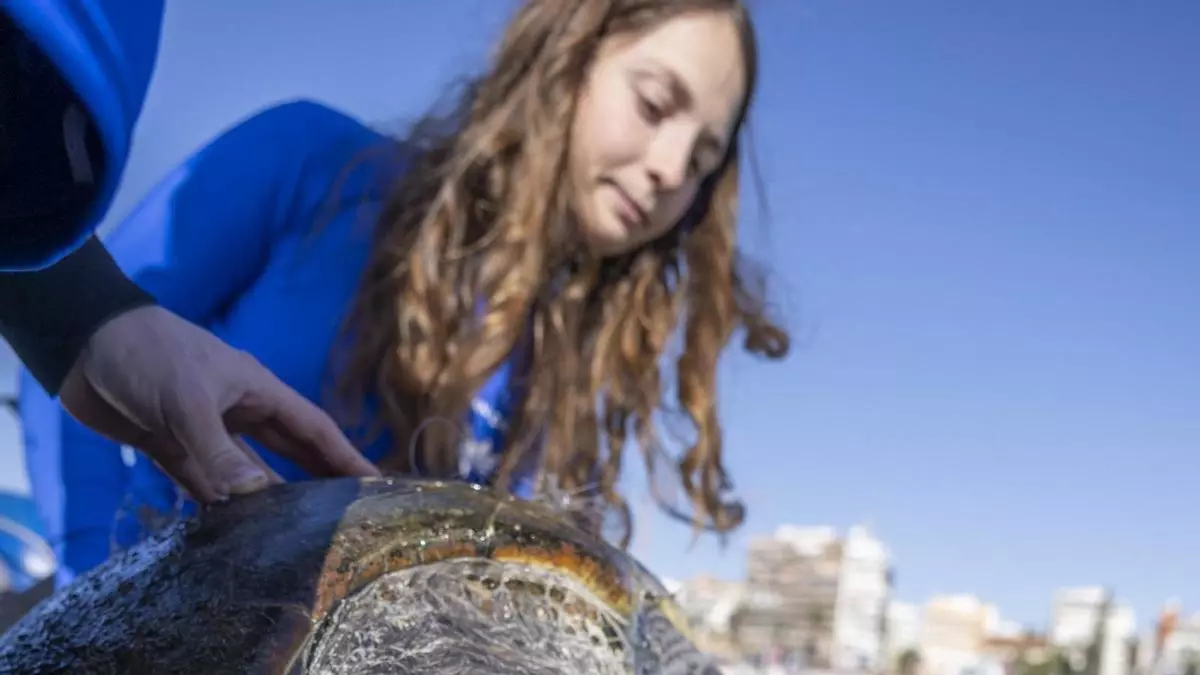 Nuca, la tortuga marina que quería quedarse a vivir en el puerto de Torrevieja