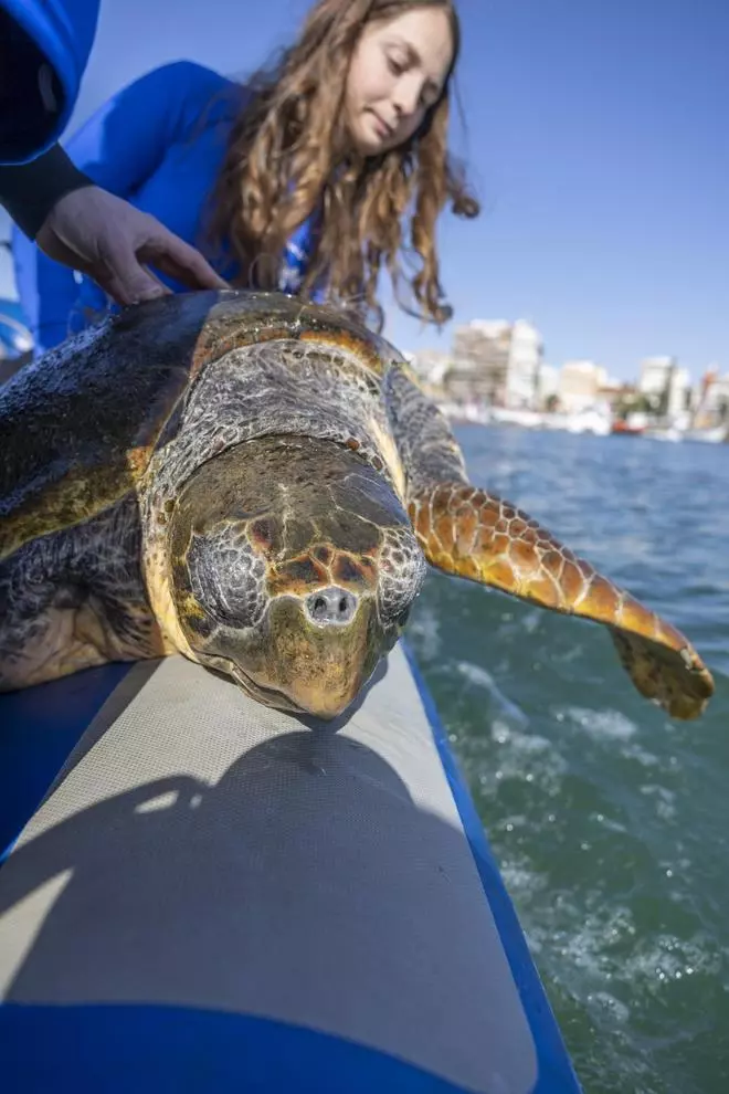 Rescate de la tortuga marina que había hecho de la dársena pesquera de Torrevieja su hábitat en el último mes