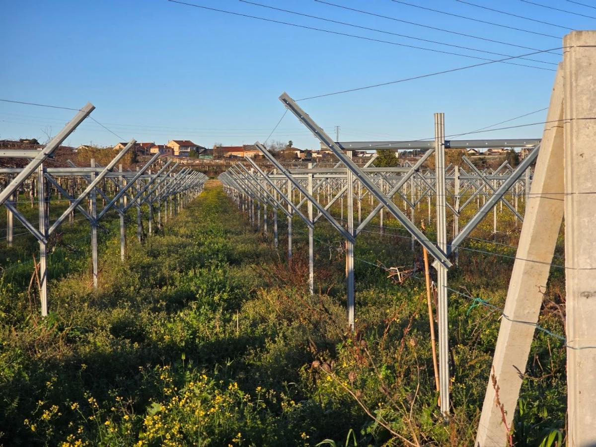 La poda del viñedo alcanza su ecuador. La poda del viñedo alcanza su ecuador.