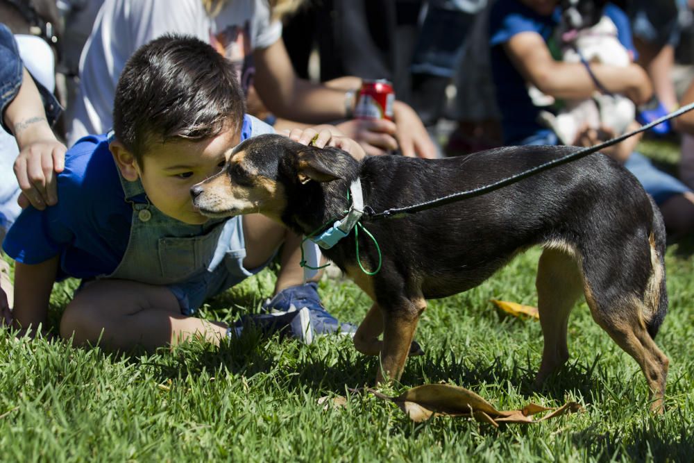 III Feria del Bienestar Animal en Valencia