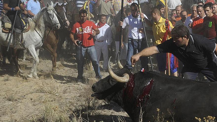 Toro de la Vega: ¿a favor o en contra del polémico festejo?