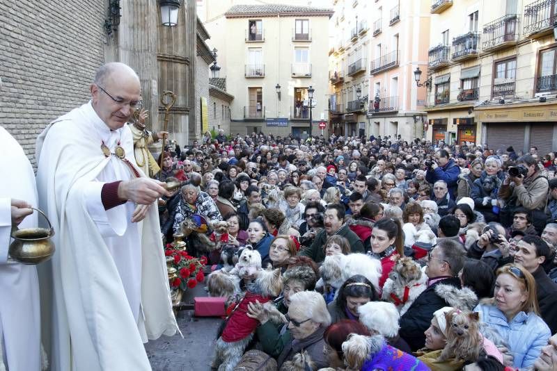 Fotogalería: Fiesta de San Antón