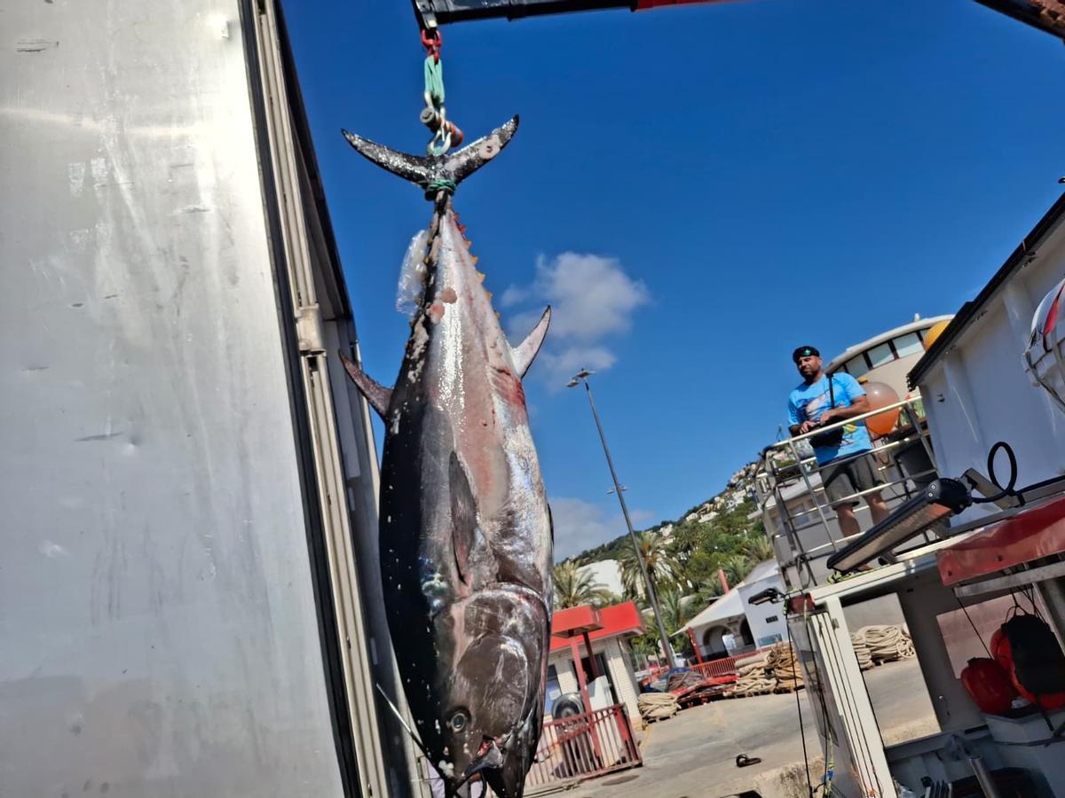 Actividad frenética en el puerto de Xàbia: las imágenes de la descarga de los atunes