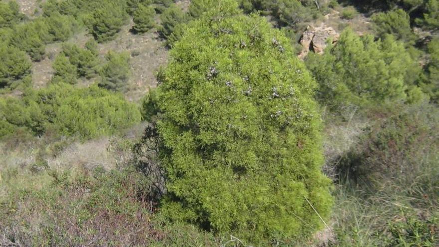 Ejemplares del ciprés de Cartagena en la sierra de la Fausilla.